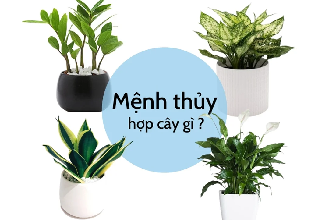 bảng chọn cây mệnh thủy hợp cây gì theo không gian nhà ở và văn phòng