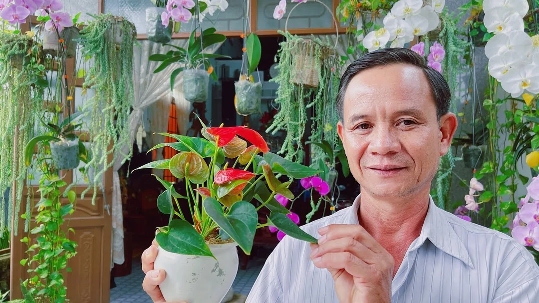 Cách chăm sóc cây hồng môn hợp phong thủy mệnh Hỏa