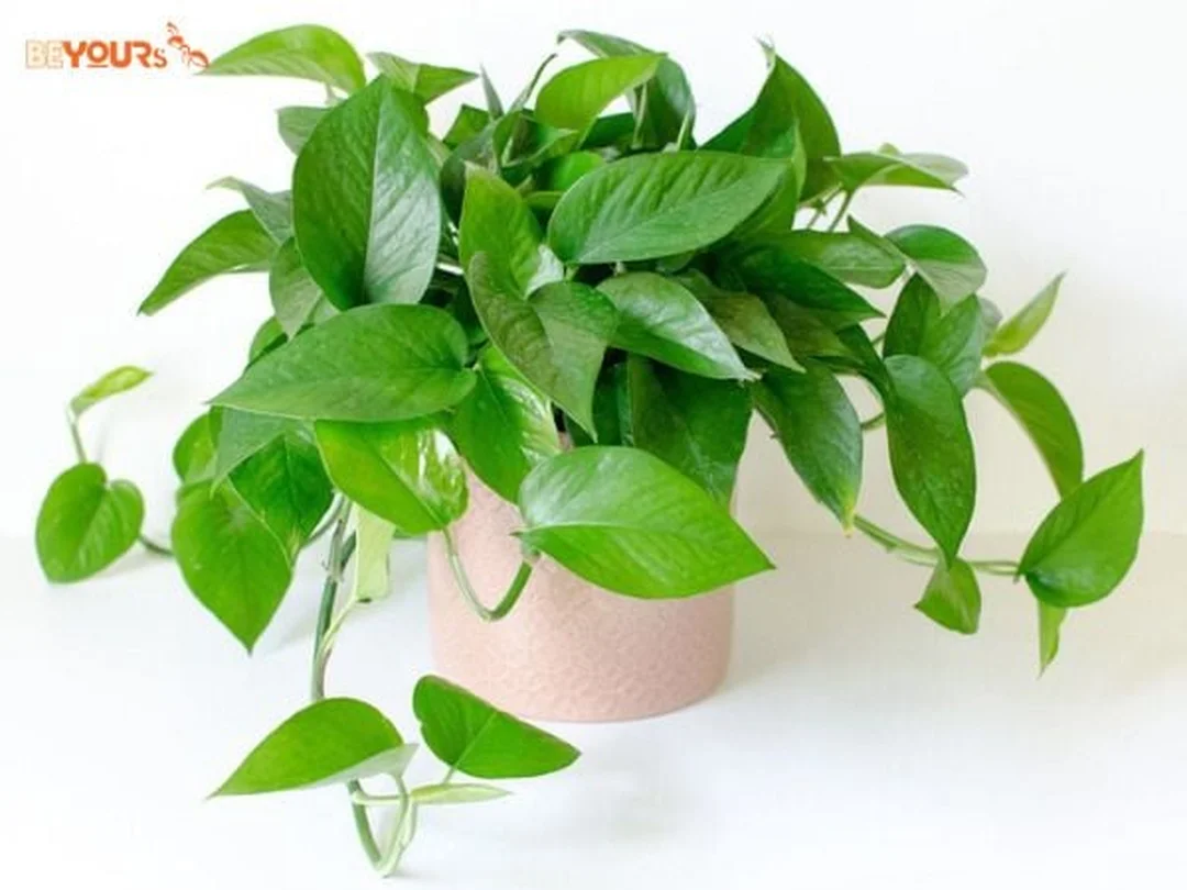 câu hỏi thường gặp về cây phong thủy mệnh mộc