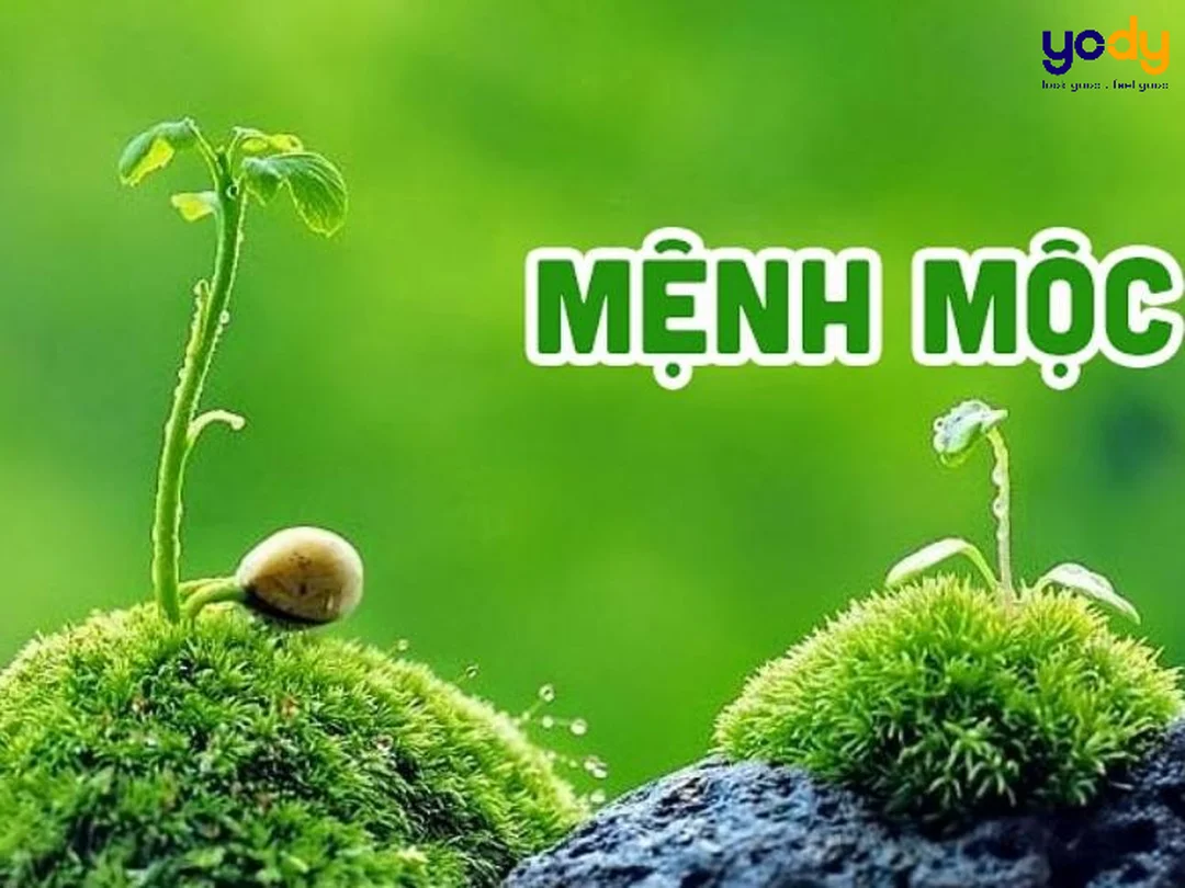 câu hỏi thường gặp về mệnh mộc sinh năm nào