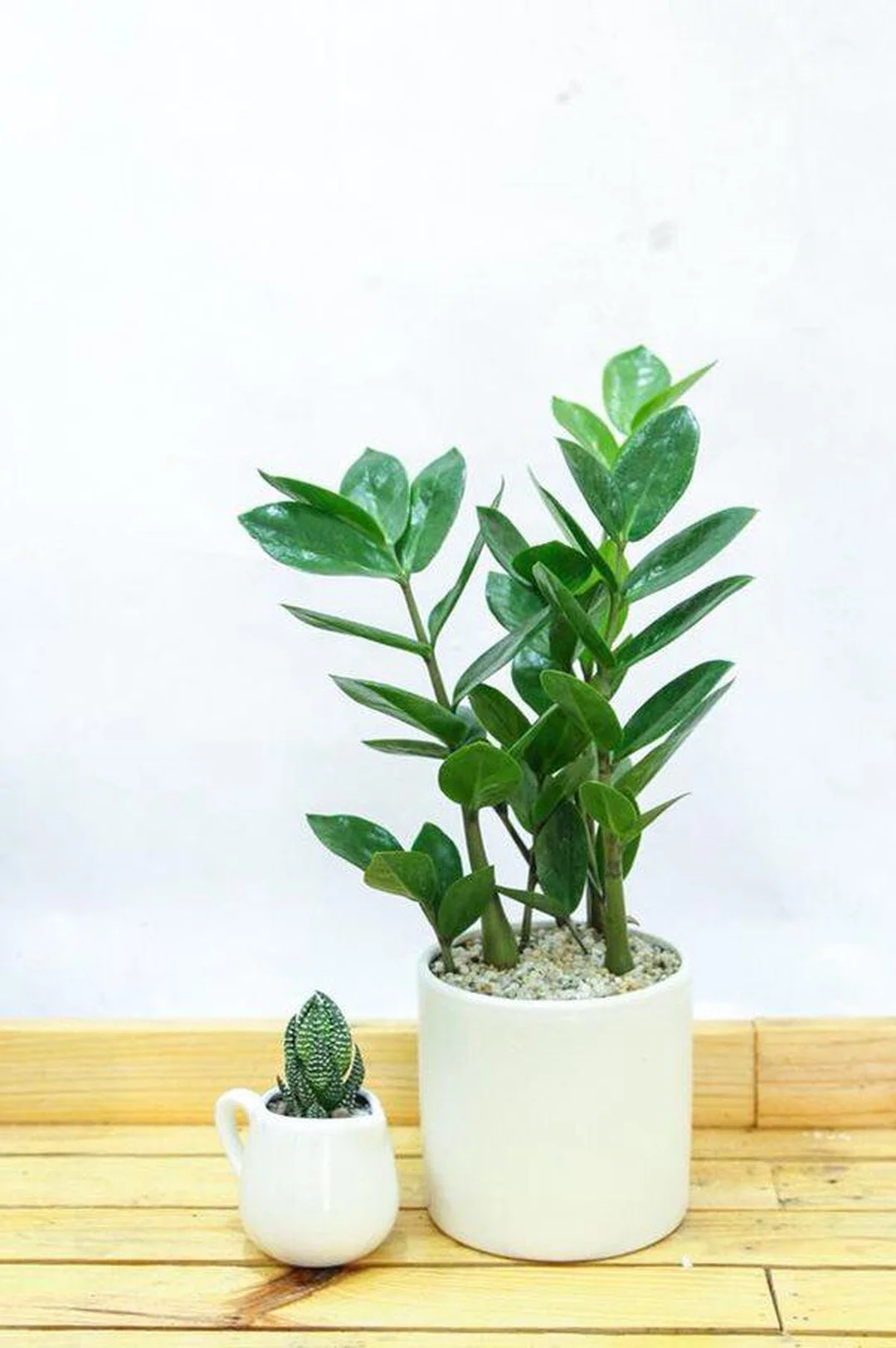cây hợp mệnh hỏa trong chậu đỏ trang trí nội thất