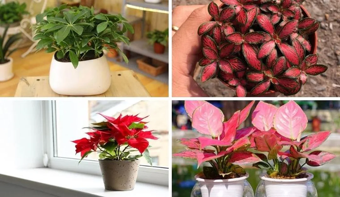 cây hợp mệnh hỏa với cây xanh và sắc đỏ phong thủy