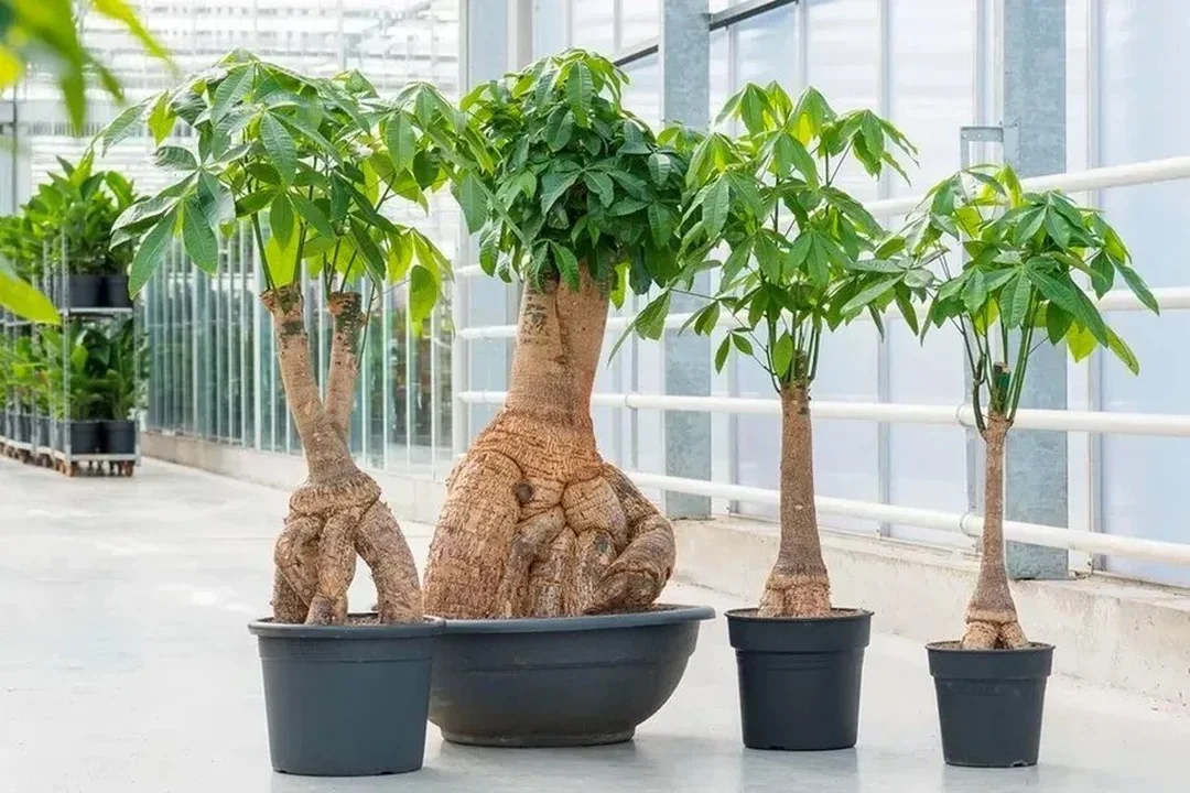 cây hợp mệnh kim đặt trên bàn làm việc