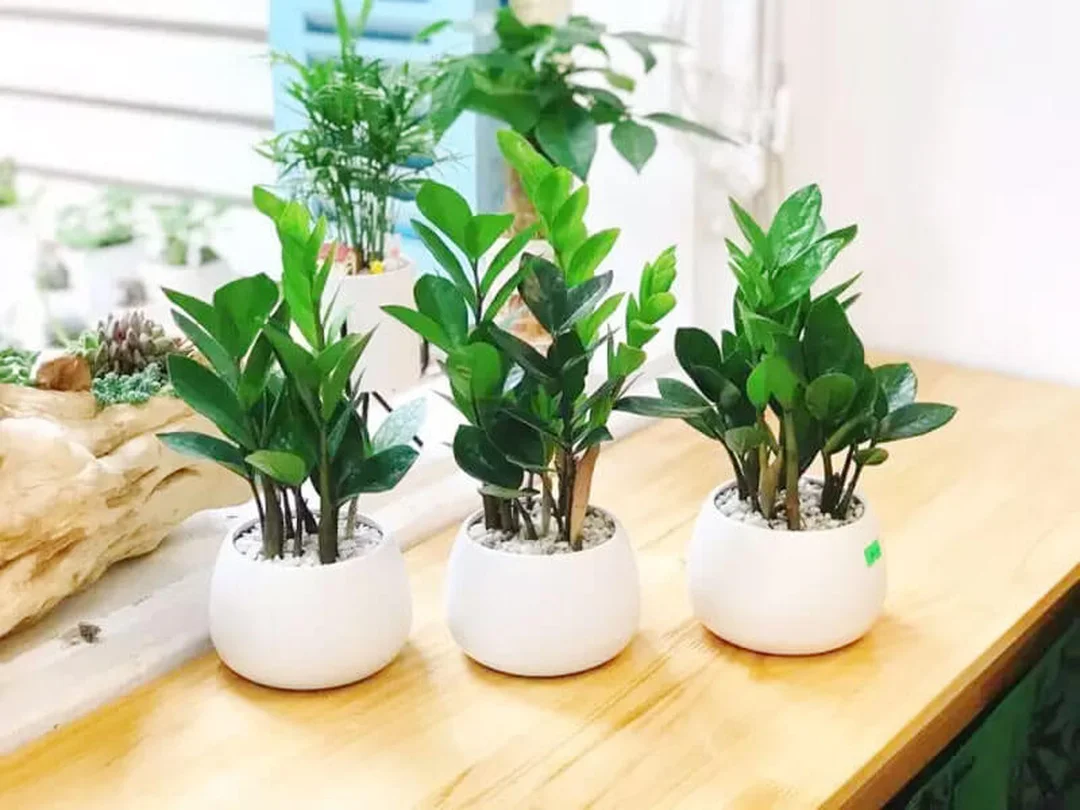 cây hợp mệnh mộc 1988 tránh cây héo úng cây hợp mệnh mộc 1988 cần tránh chọn cây héo úng