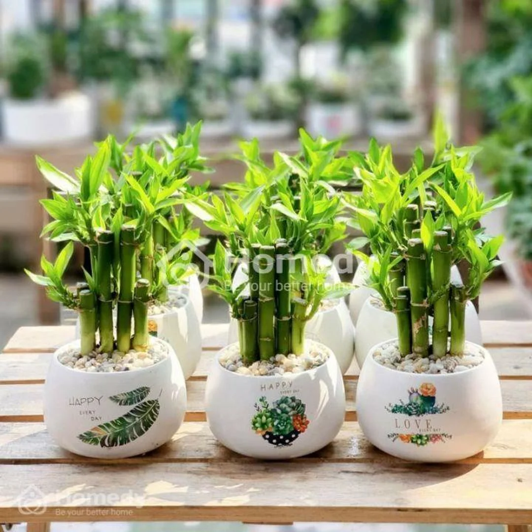 cây hợp mệnh mộc 1988 đặt đúng vị trí cây hợp mệnh mộc 1988 đặt ở hướng Đông Nam bàn làm việc