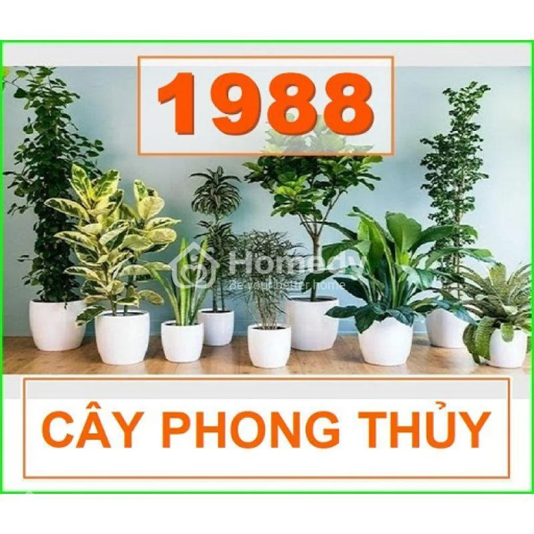 cây hợp mệnh mộc 1988 đặt trên bàn làm việc cây hợp mệnh mộc 1988 đặt trên bàn làm việc xanh mát