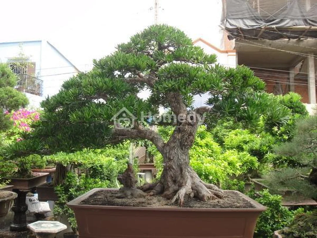 cây hợp mệnh mộc 1988 trồng thủy sinh cây hợp mệnh mộc 1988 trồng thủy sinh trong bình trong suốt