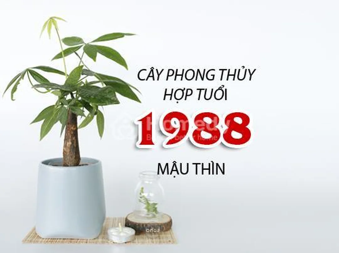 cây hợp mệnh mộc 1988 theo ngũ hành Mộc Thủy cây hợp mệnh mộc 1988 với lá xanh hợp ngũ hành