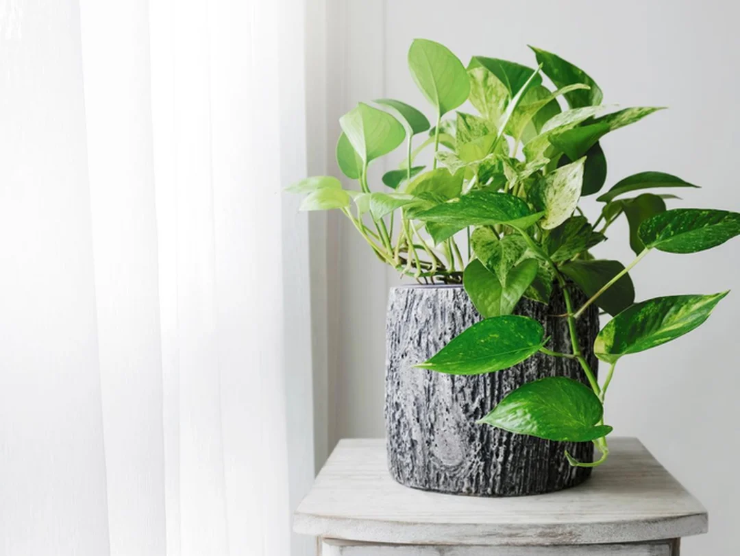 cây hợp mệnh thổ trầu bà vàng trong chậu đất