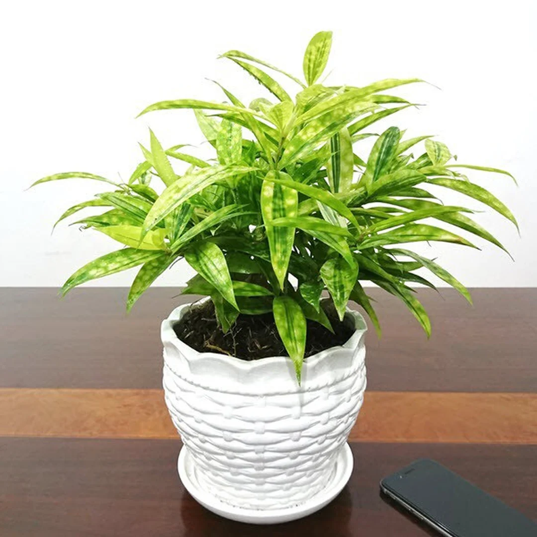 cây hợp mệnh thổ trúc nhật vàng trong phòng khách