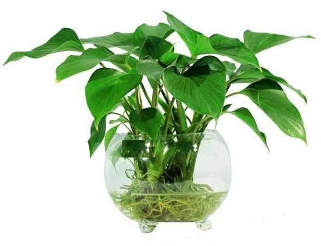 cây hợp mệnh thủy cần tránh chăm sóc sai gây vàng lá