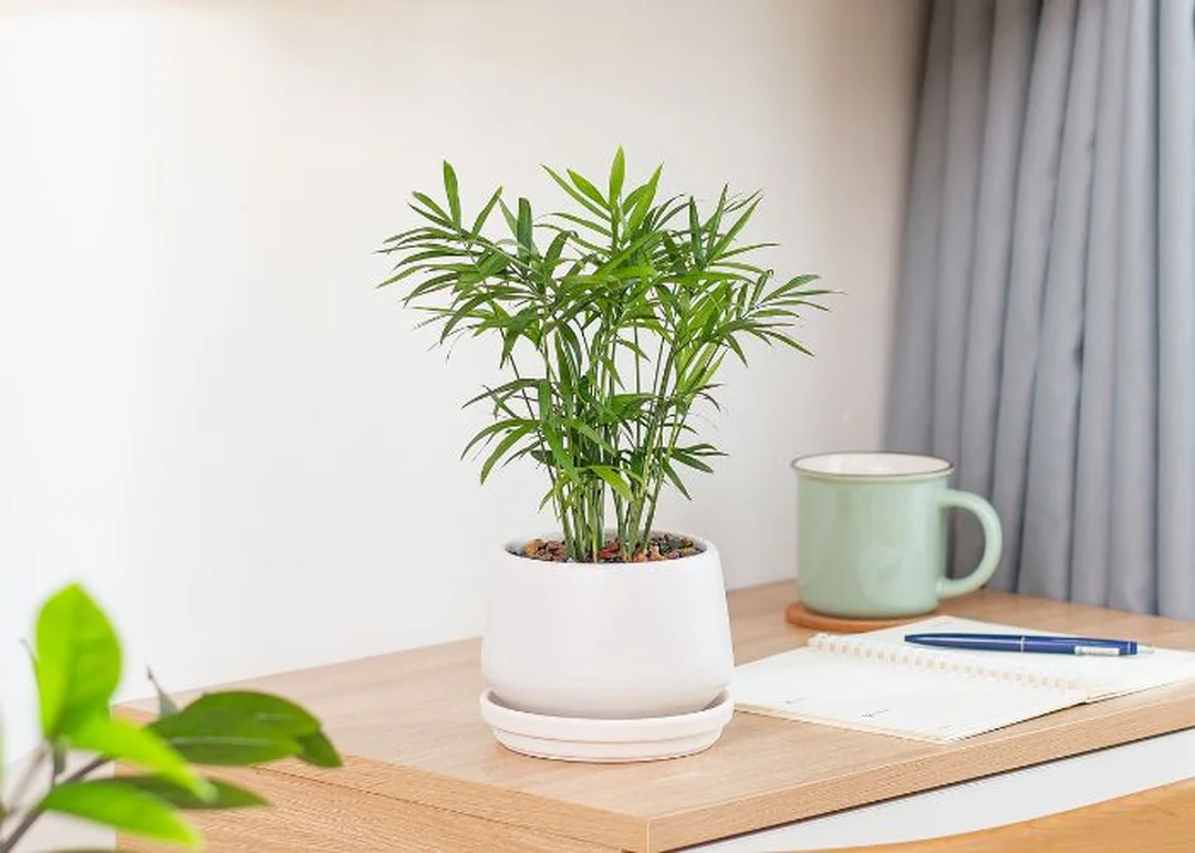 cây hợp mệnh thủy dạng thủy sinh trong bình nước trong
