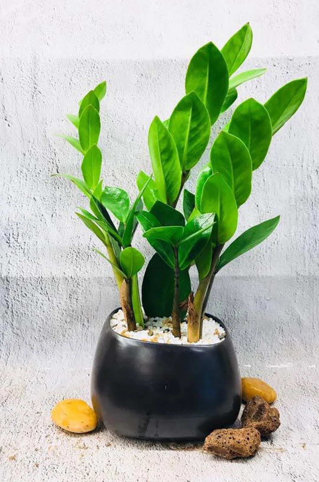 cây hợp mệnh thủy đặt trên bàn làm việc hướng sáng nhẹ