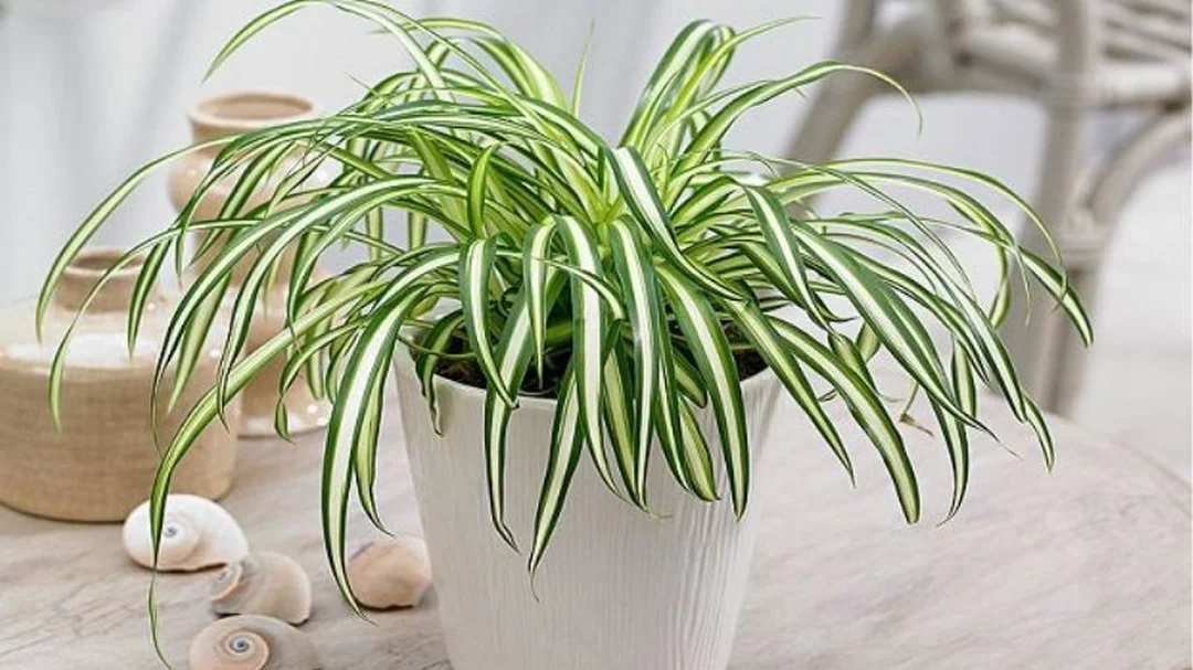 cây hợp mệnh thủy phối chậu trắng xanh phù hợp nội thất hiện đại