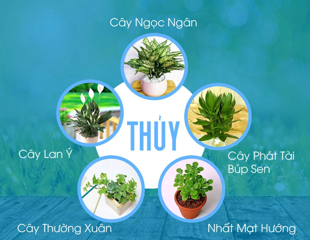 cây hợp mệnh thủy với màu trắng xanh theo nguyên lý Kim sinh Thủy
