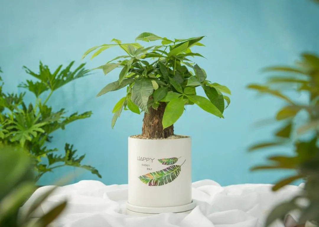 cây mệnh thủy kim ngân hợp phòng làm việc