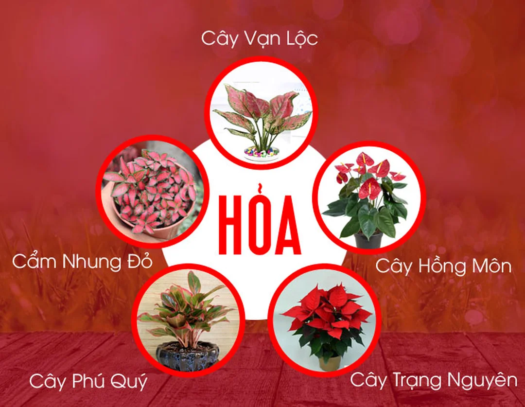 cây phong thủy mệnh hỏa cần chăm đúng ánh sáng và nước