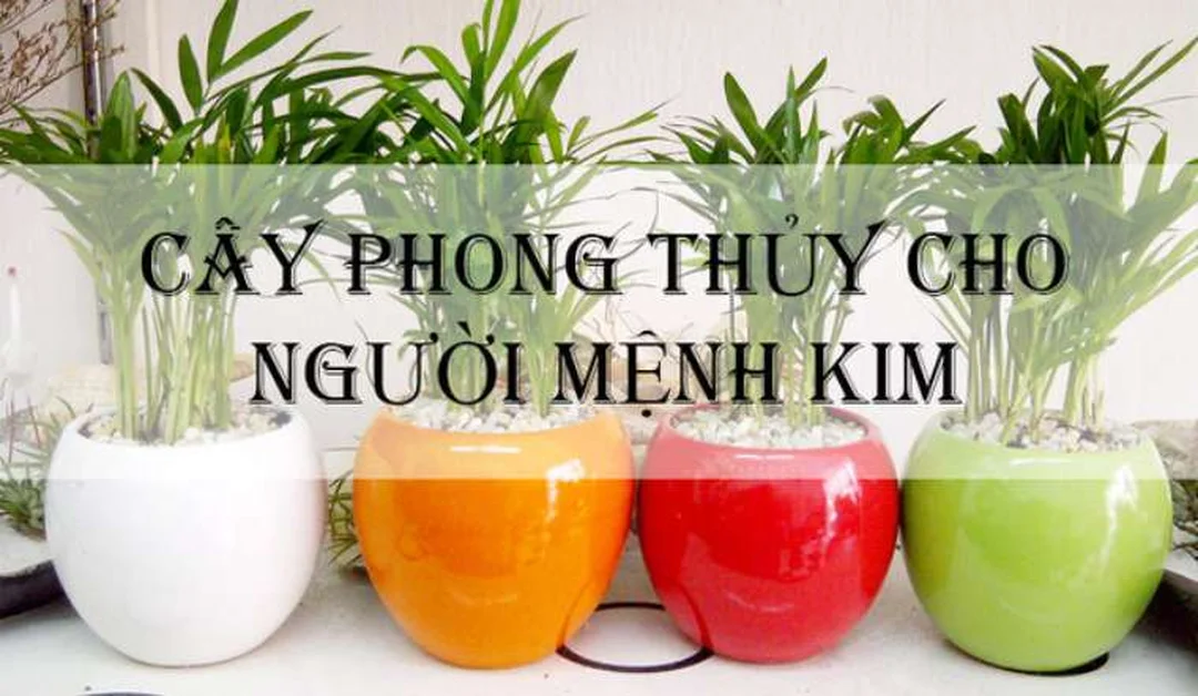 cây phong thủy mệnh Kim cần tránh cây đỏ quá mạnh trong không gian làm việc