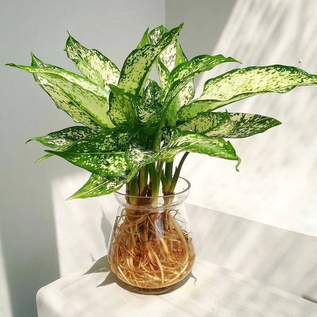 cây phong thủy mệnh Kim đặt gần cửa sổ sáng nhẹ