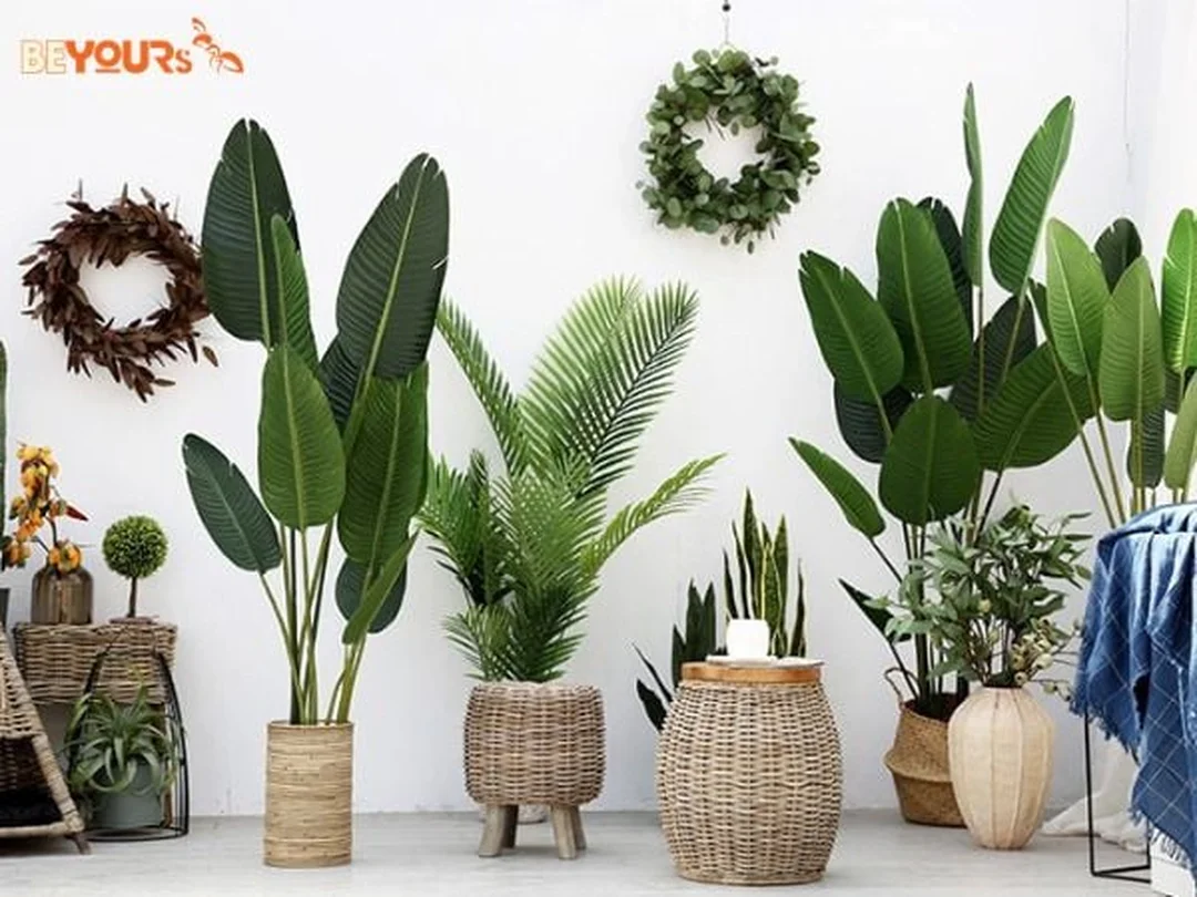 cây phong thủy mệnh Kim đặt trong nhà với sắc trắng vàng hài hòa