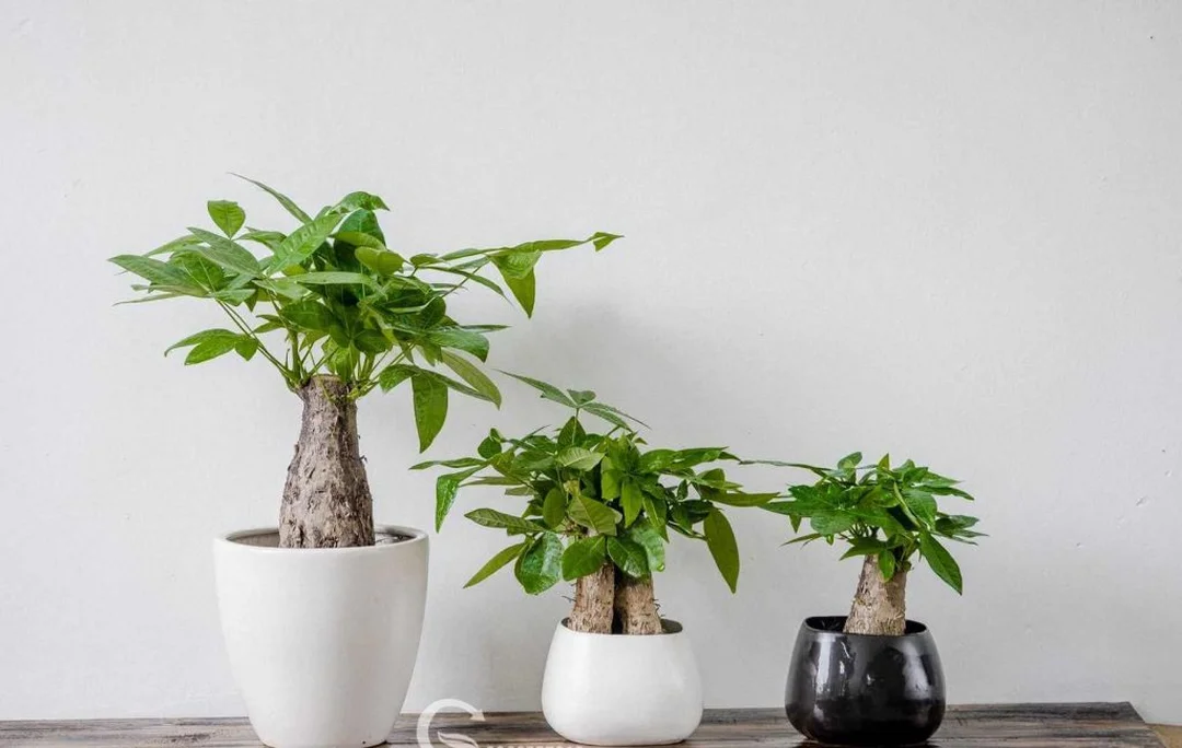 cây phong thủy mệnh Kim để bàn làm việc nhỏ gọn