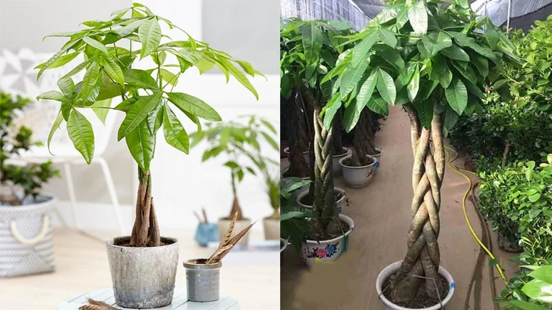 cây phong thủy mệnh Kim Kim Ngân trong chậu sáng màu