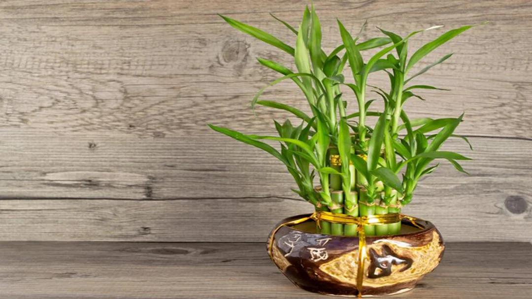 Cây phong thủy mệnh Thổ vạn lộc đỏ để bàn cây phong thủy mệnh thổ vạn lộc đỏ và cây để bàn