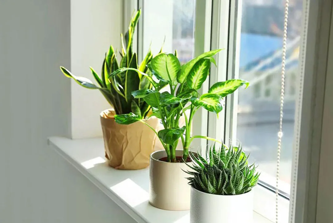 Cây xanh và sự cân bằng trong nghiên cứu phong thủy nhà ở