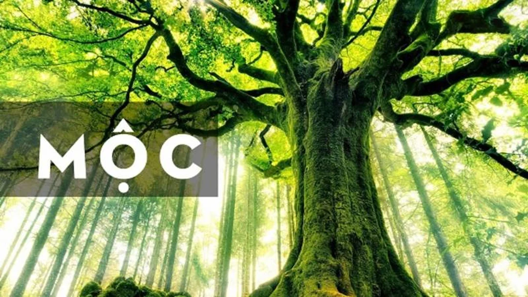 hình ảnh hợp mệnh mộc dùng cho phòng làm việc