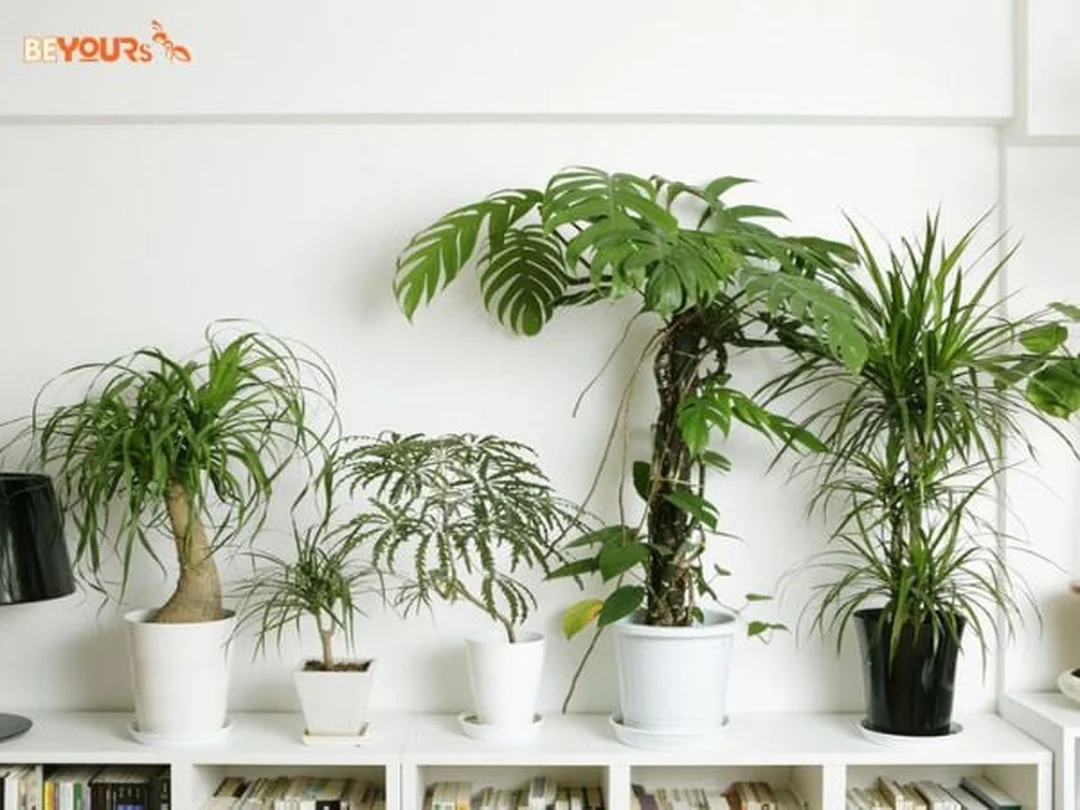 lợi ích chọn cây phong thủy mệnh mộc có màu xanh