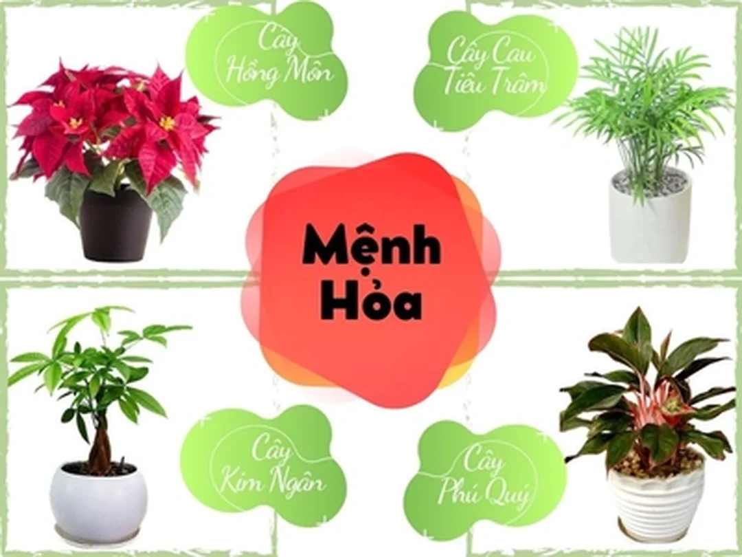 mệnh hỏa hợp cây gì và sai lầm khi mua cây phong thủy
