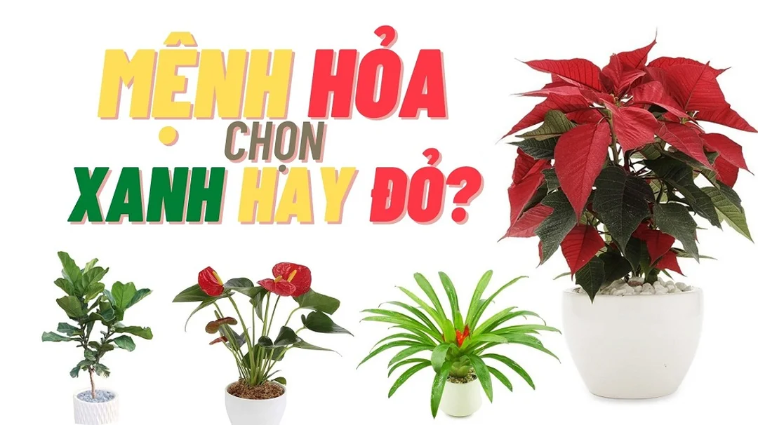 mệnh hỏa trồng cây gì trong phòng khách và không gian sống