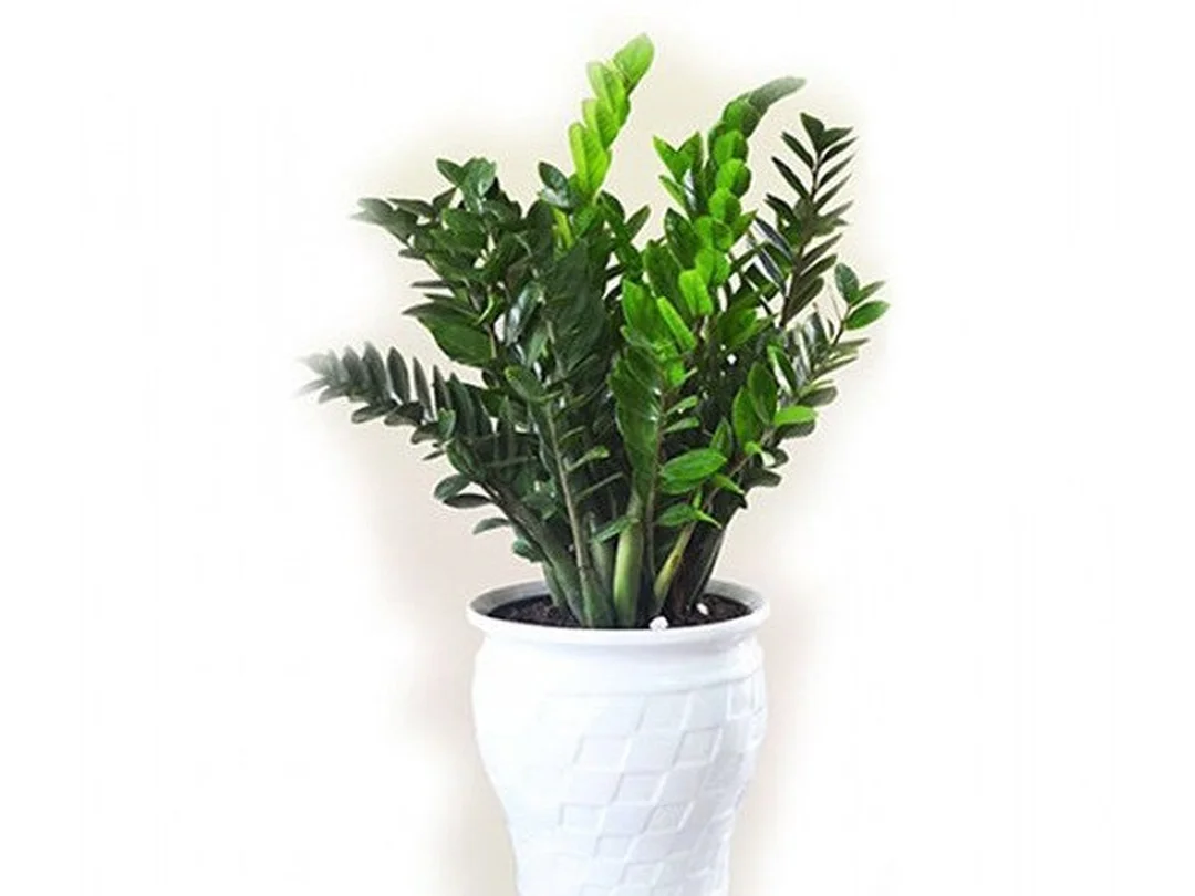 mệnh hỏa trồng cây gì với các loại cây phong thủy màu đỏ hợp bản mệnh