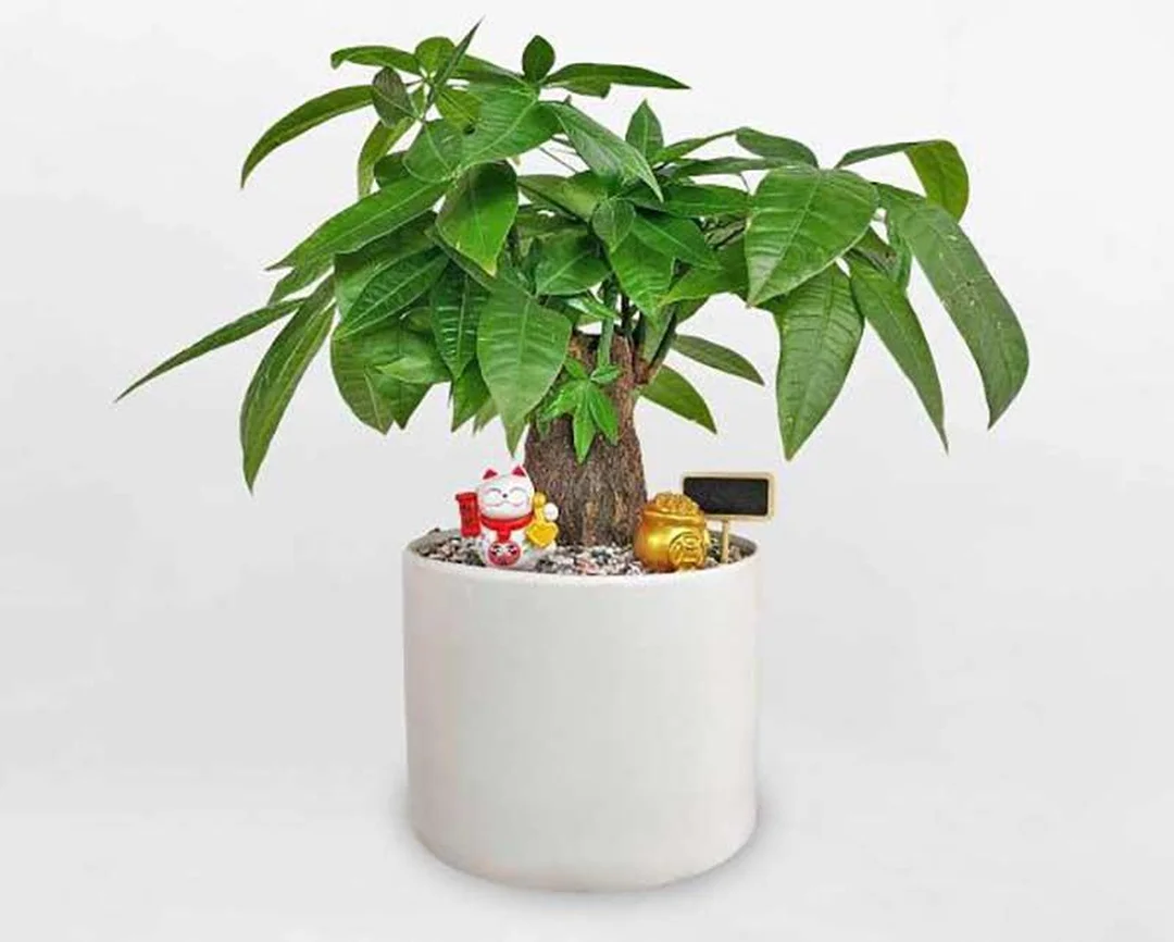 mệnh kim hợp cây gì cho bàn làm việc và phòng khách