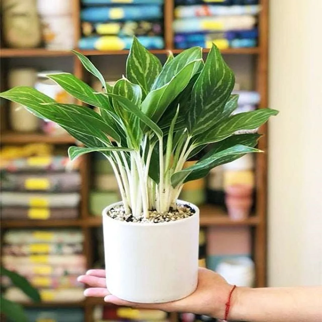 mệnh kim hợp cây gì để bàn với cây cảnh lá trắng xanh