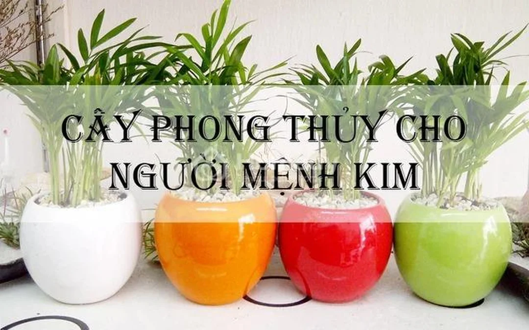 mệnh kim hợp cây gì để bàn với chậu cây phong thủy màu sáng