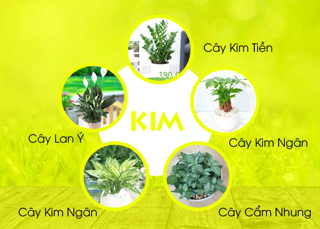 mệnh kim hợp cây gì theo màu trắng vàng nâu đất