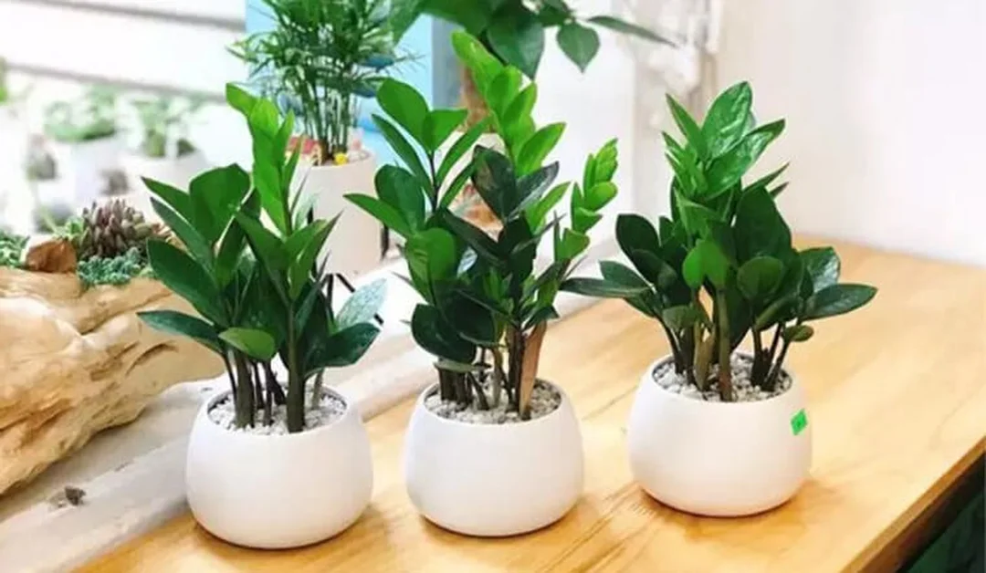 mệnh kim hợp cây gì và lỗi thường gặp khi chọn cây