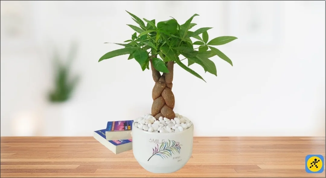 mệnh kim hợp cây gì với bảng chọn cây phong thủy trong nhà