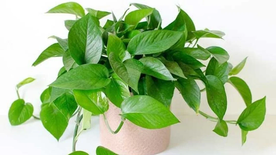 mệnh mộc hợp cây gì khi đặt trong phòng khách và bàn làm việc