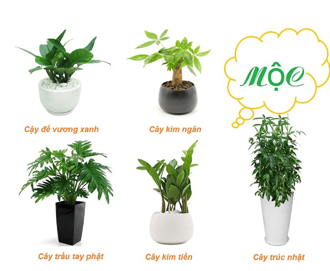 mệnh mộc hợp cây gì theo quy luật Thủy sinh Mộc
