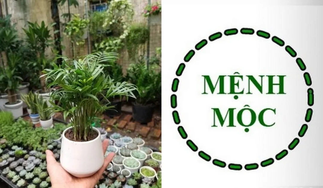 mệnh mộc hợp cây gì với cây xanh để bàn làm việc