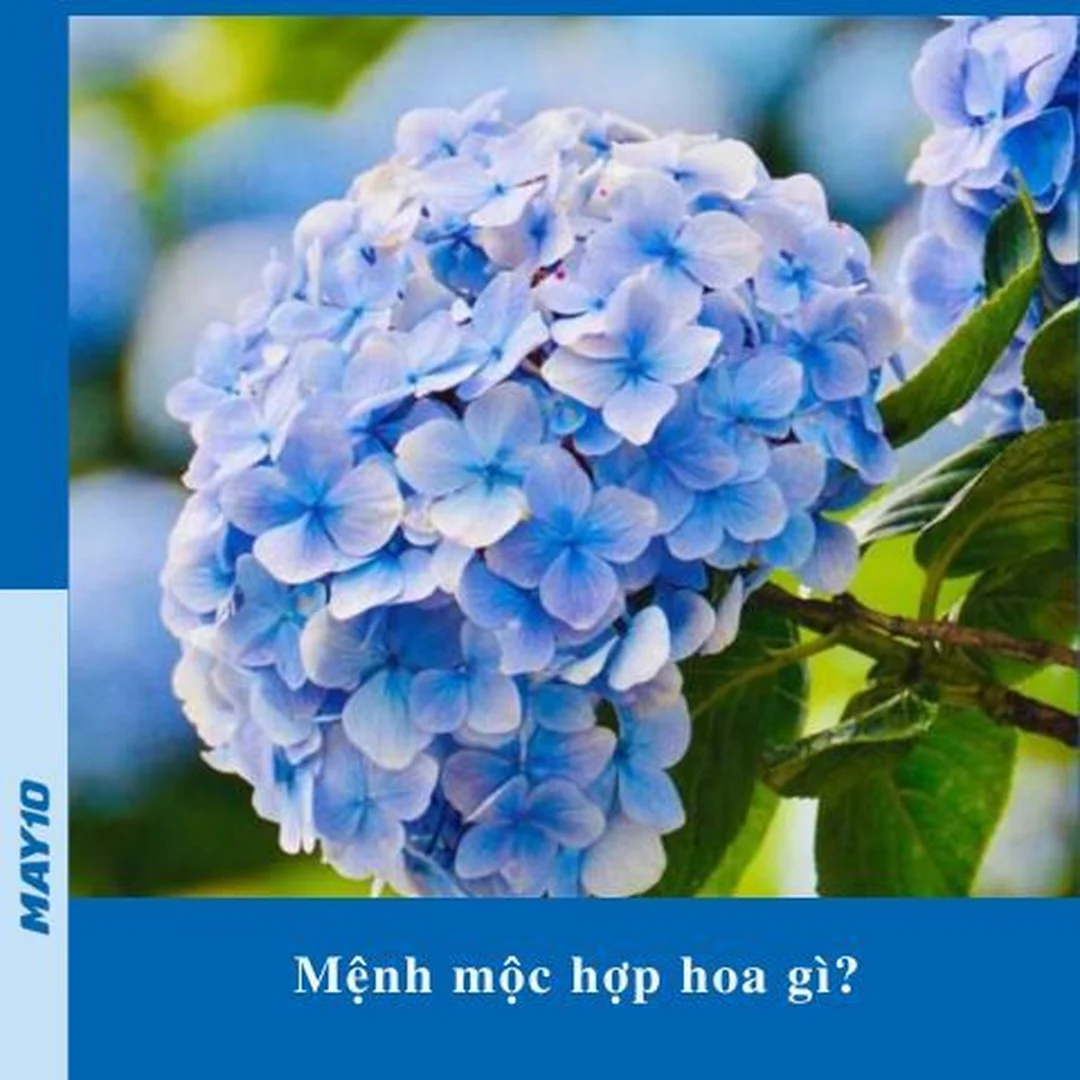 Hoa màu xanh hợp mệnh Mộc mệnh mộc hợp hoa gì khi chọn hoa màu xanh lá và xanh dương