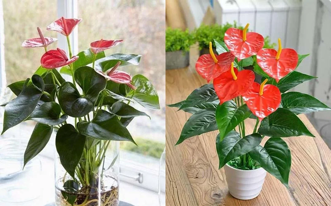 Câu hỏi thường gặp về hoa hợp mệnh Mộc mệnh mộc hợp hoa gì trong các câu hỏi thường gặp