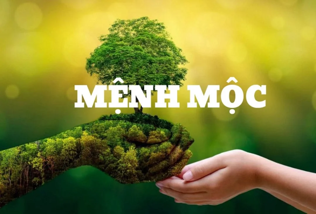 mệnh mộc hợp hướng nào câu hỏi thường gặp