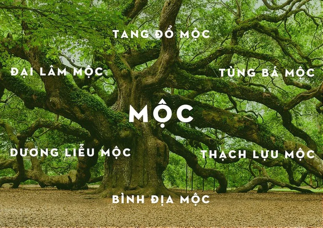 Ý nghĩa 6 nạp âm khi luận mệnh Mộc nào mạnh nhất mệnh mộc nào mạnh nhất qua ý nghĩa 6 nạp âm mệnh Mộc