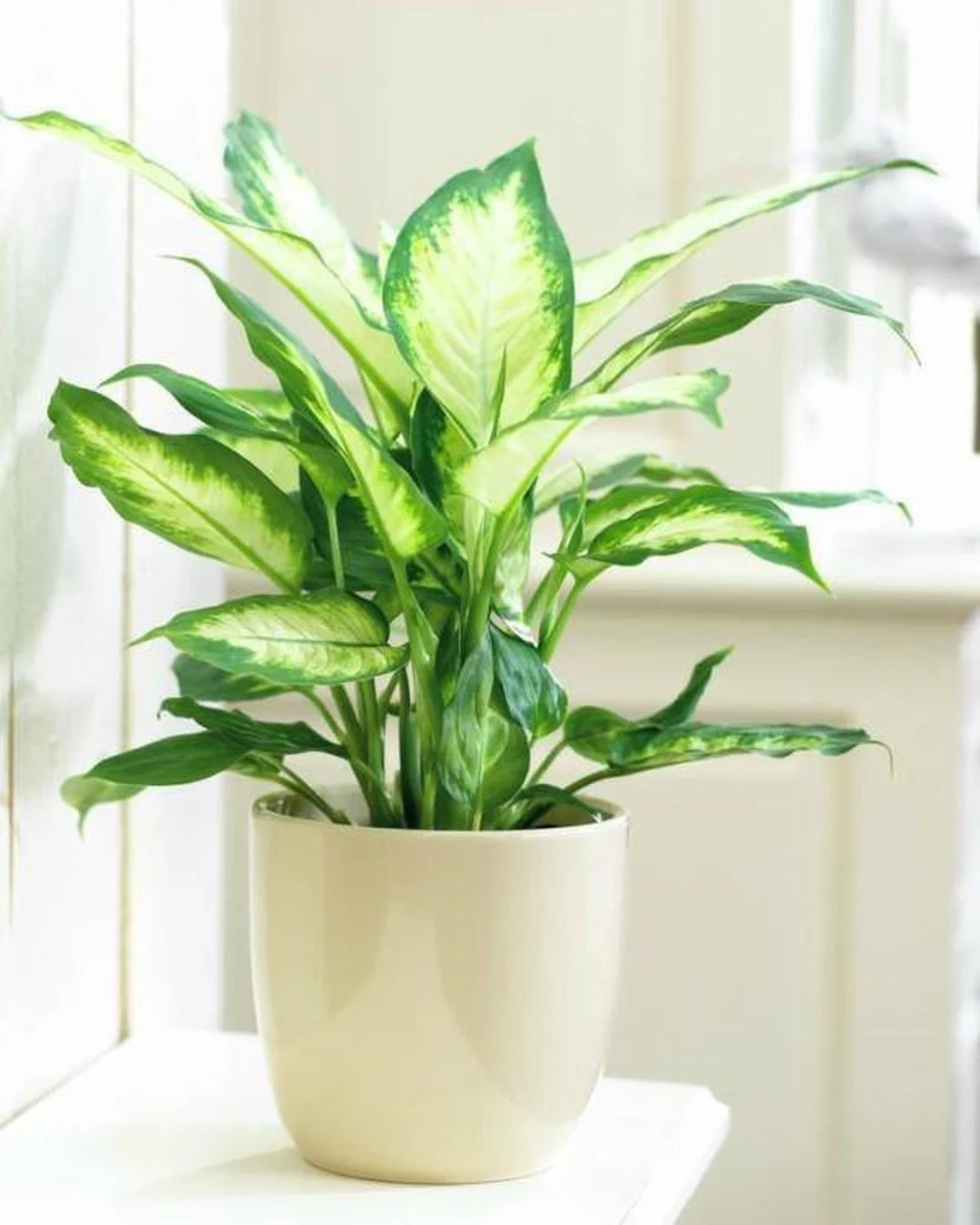 Mệnh mộc trồng cây gì trên bàn làm việc để tăng sự tập trung Mệnh mộc trồng cây gì trên bàn làm việc để tăng sự tập trung