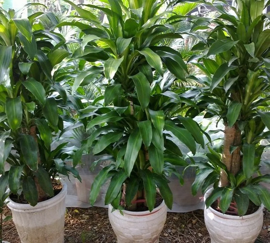 Mệnh mộc trồng cây gì trong phòng khách và văn phòng theo hướng đặt cây Mệnh mộc trồng cây gì trong phòng khách và văn phòng theo hướng đặt cây