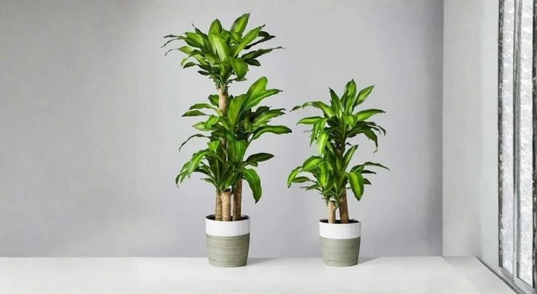 mệnh thổ hợp cây gì và sai lầm khi chọn cây phong thủy