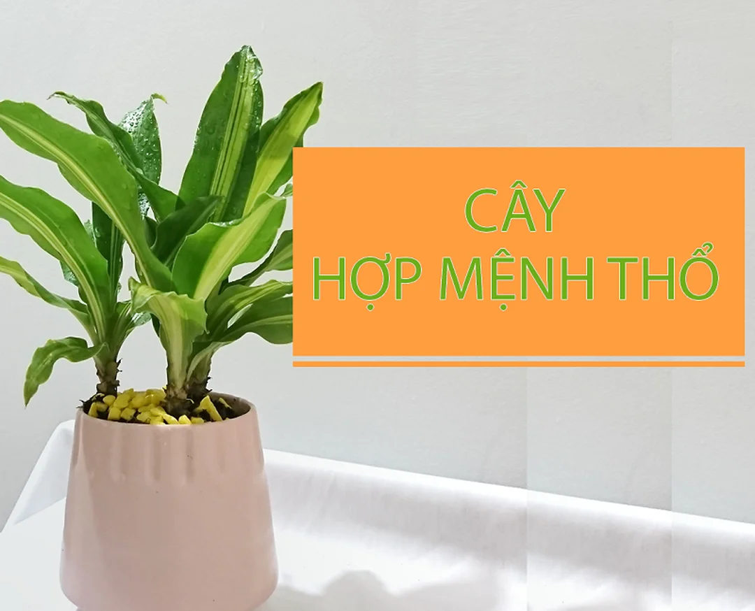mệnh thổ hợp cây gì với cây cảnh màu vàng đỏ trong không gian sống